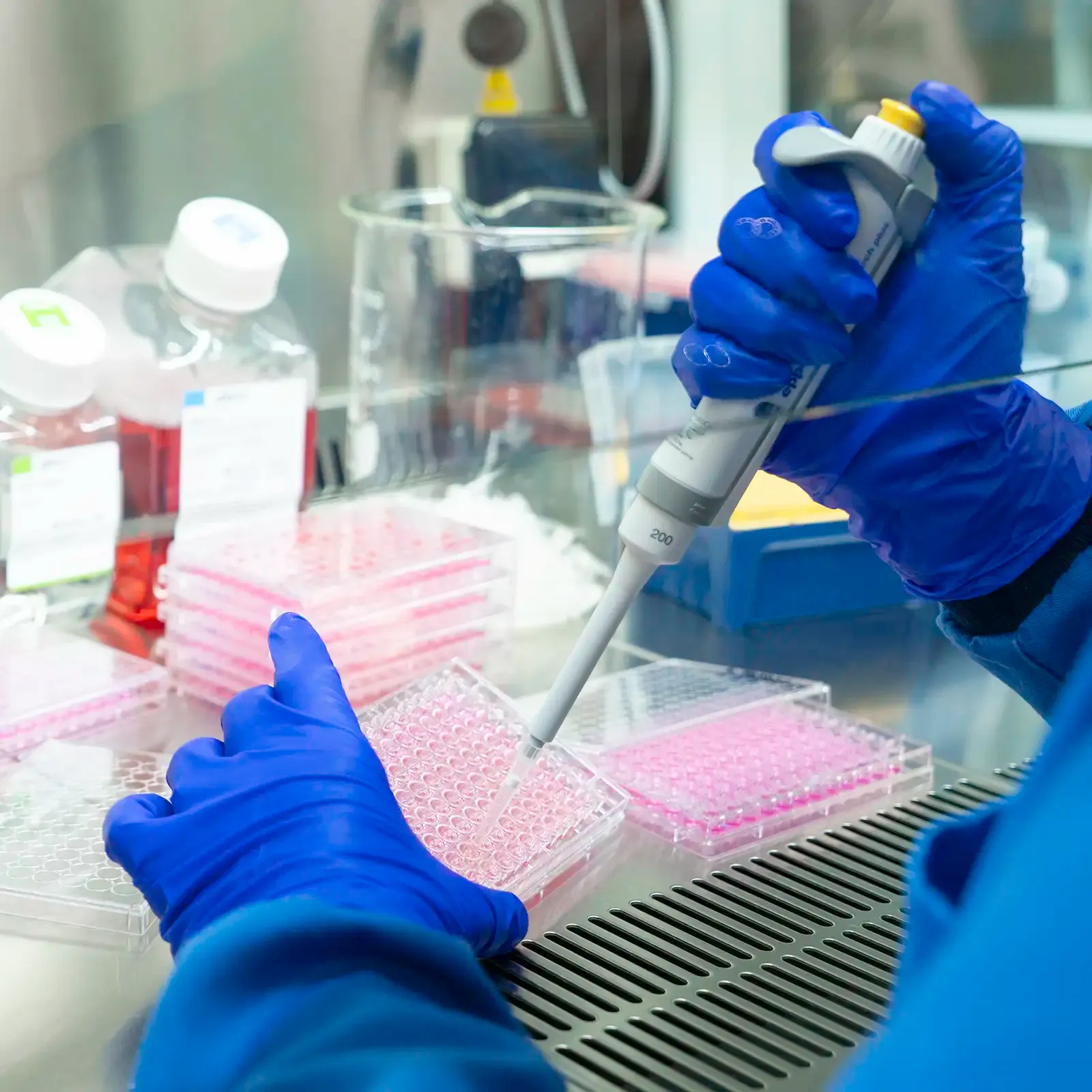 Scientist pipetting with arms inside a laboratory fume cupboard